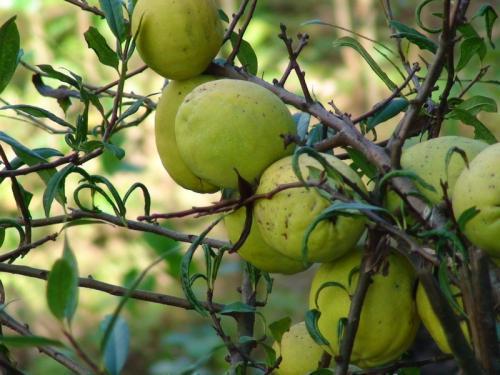 木瓜怎样吃佛手瓜怎样吃