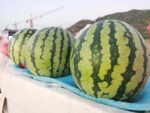 灵宝免费吃瓜活动,畅享夏日清凉好礼！