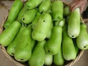 葫芦瓜要怎么吃,解锁健康美味新体验