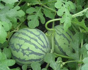 孕妇可以吃蜜露瓜吗,孕妇适宜食用蜜露瓜的益处与注意事项