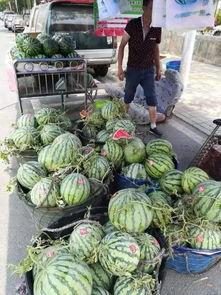 烟台沙河吃瓜事件,一场引发热议的社区冲突