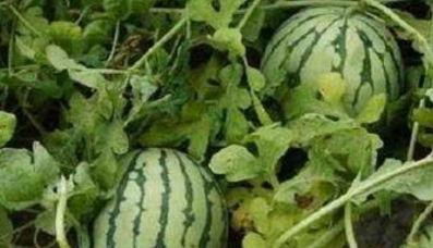 没瓜吃瓜不甜,甜蜜何来?