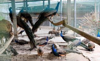 悬崖上的吃瓜,揭秘神秘事件背后的真相